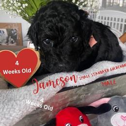 Jameson - Black Goldendoodle puppy in Palm Coast, Florida from Spread Love Everywhere Poodles & Doodles