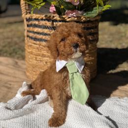 Black collar boy - Red  male Goldendoodle puppy in Spokane, Washington from Beloved_doodles_WA
