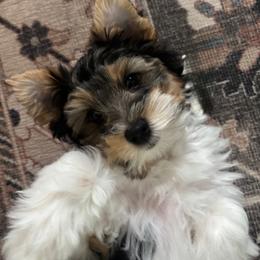 AKC Otis - Black tan and white male Biewer Terrier puppy in Fruitport, Michigan from Nest of Wellbeing’s Biewers