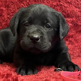 Black Girl Pink Collar - Black female Labrador Retriever puppy in Beaverdam, Virginia from Gold Heart Labradors