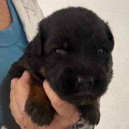 Female 4 - Black and red female German Shepherd puppy in Brooksville, Florida from Vom Hundhaus Shepherds