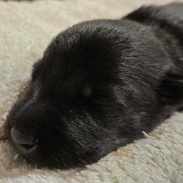Male3 - Black male Scottish Terrier puppy in Conroe, Texas from Scotch McLaren Terriers