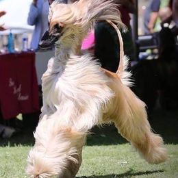 Afghan Hounds from Sunlit Reg.