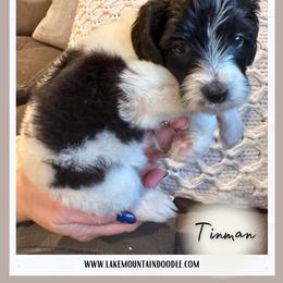 Tinman - Black male Australian Labradoodle puppy in Eagle Mountain, Utah from Lake Mountain Doodle