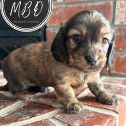 MJ - Brindle female Dachshund puppy in Edmond, Oklahoma from Mini Browne Dachshunds