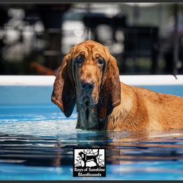 Bloodhound puppies from Rays Of Sunshine Bloodhounds