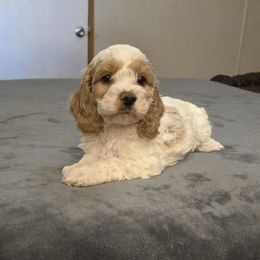 Chunk - Buff and white male Cockapoo puppy in Copan, Oklahoma from Tatums cavapoos
