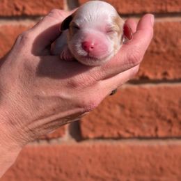 Blenheim girl - Blenheim female Cavapoo puppy in Tucson, Arizona from Ever After Doodles Arizona