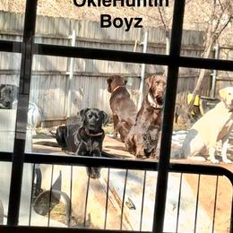 Labrador Retriever Puppies from Okiehuntinboyz Labrador Retrievers