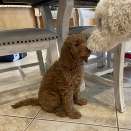 Goldendoodle Puppies from Goldendoodlefamily