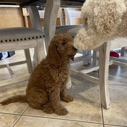 Goldendoodle Puppies from Goldendoodlefamily