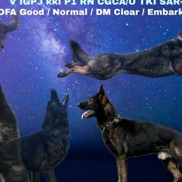 Grim - German Shepherd