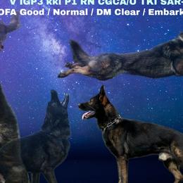 Grim - German Shepherd