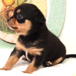 Opie - Black and tan male Chihuahua puppy in Clinton, Missouri from RockyTop Hearts