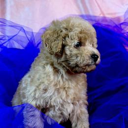Blue Collar - Apricot male Poodle puppy in Kingston, Oklahoma from Tribal Poodles