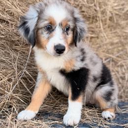 Purple - Blue merle female Miniature Australian Shepherd puppy in 32046, Florida from River Hill Ranch