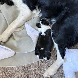 Lucky - Black white and tan male English Springer Spaniel puppy in Coeur D'alene, Idaho from Springer Hollow