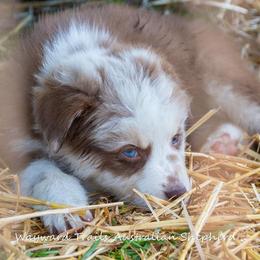 Dahlia - Red merle female Australian Shepherd puppy in Bloomfield, New York from Wayward Trails Kennel