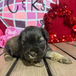 Belle - Liver female Miniature Schnauzer puppy in Lufkin, Texas from C&K’s Schnauzer House