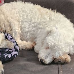 Snow White - Bichon Frise