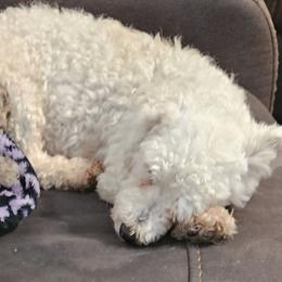 Snow White - Bichon Frise