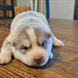 Bo - Silver and white male Pomsky puppy in Stover, Missouri from Lx2 County Line Pomskies