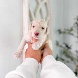 Ashford - Cream female Goldendoodle puppy in Greencastle, Indiana from Willow & Co.