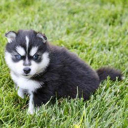 Blue Collar - Black and white male Pomsky puppy in St. Peters, Missouri from Saint Peters Pomskies