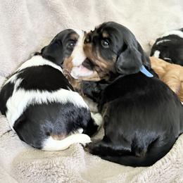 Cavalier King Charles Spaniel Puppies from The Cavi Pack