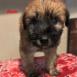 Alvin - Wheaten male Soft Coated Wheaten Terrier puppy in Gladewater, Texas from Felicias Swheaties