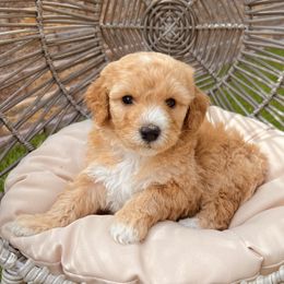Bernedoodle and Goldendoodle Puppies from Dose of Doodles