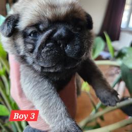 Boy 3 - Fawn male Pug puppy in Lebanon, Maine from Palatial Pugs LLC