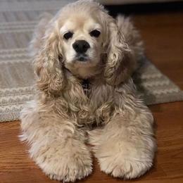 Cockapoos, Cocker Spaniels, and Goldendoodles from Pine Trace
