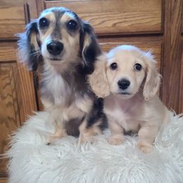 Dachshunds from Heartland Dachshunds of So IL