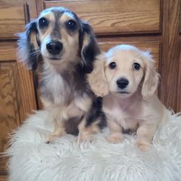 Dachshunds from Heartland Dachshunds of So IL