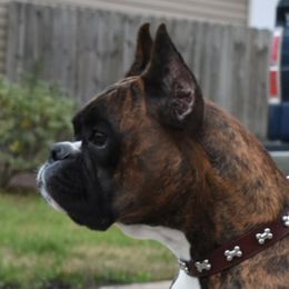 Mera - Boxer
