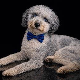 Leo - Poodle