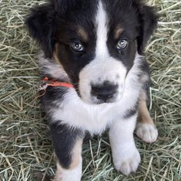 Australian Shepherd Puppies from Rolling Bend Aussies