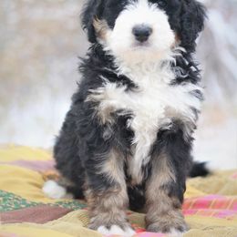 Bernedoodle Puppies from Richardville Hunde