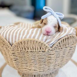 Peppermint Pattie - Red female Bernedoodle puppy in Sulphur, Louisiana from Curly Q’s Of Carlyss