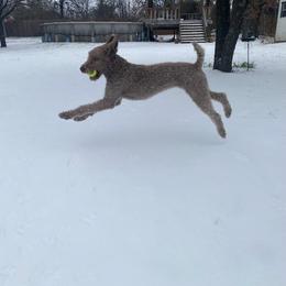 Double Doodle, Goldendoodle, and Labradoodle All Grown Up from Godley Doodles Of Texas