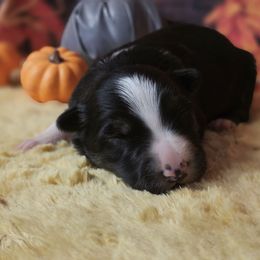 Sister Monica Jo - Tri-color female Border Collie puppy in Avilla, Indiana from Borderline Kennels