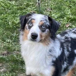 Cash - Miniature American Shepherd