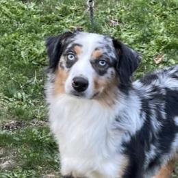 Cash - Miniature American Shepherd