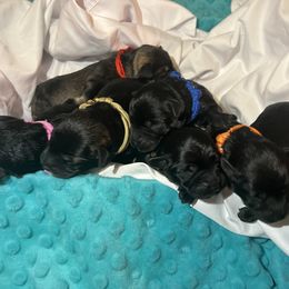 Miniature Schnauzer Puppies from S & S Miniature Schnauzer
