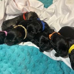 Miniature Schnauzer Puppies from S & S Miniature Schnauzer