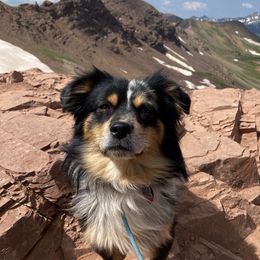 Kost - Miniature Australian Shepherd