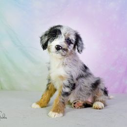 Aussiedoodle Puppies from Dreamcatcher Dogs