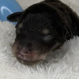 Duckie - Liver male Miniature Schnauzer puppy in Milmay, New Jersey from Butterleaf Farms