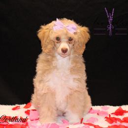 Cortland - Cream female Poodle puppy in Mancelona, Michigan from Lavender poodles & doodles